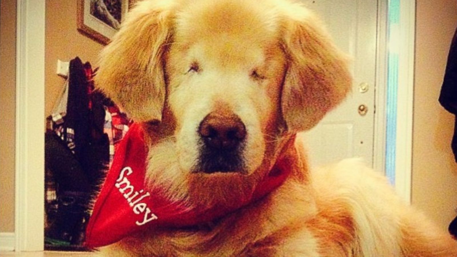 Doğuştan Kör Köpek Bakımı Nasıl Yapılır