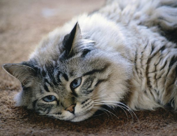 Ölmek Üzere Olan Kedi Nasıl Rahatlatılır