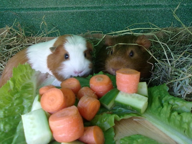 Guinea Pig Ne Yer (Yiyebileceği Taze Gıdalar)