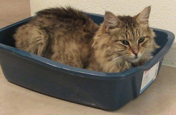 Maine Coon Kedisi Bakımı (Büyük Kedi Kumu Kabı Seçimi)