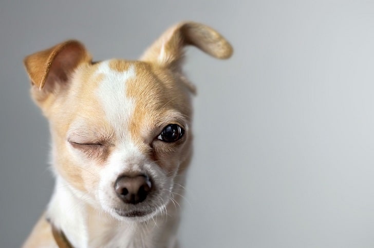 Köpeğim Gözünü Açamıyor: Sebebi Ne Olabilir ve Ne Yapılabilir?